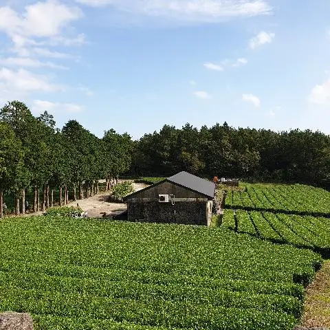 서귀다원 리뷰사진2