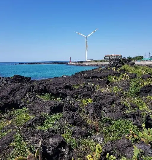 월령선인장군락지