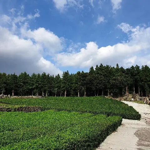 많이 방문하는 오설록과는 전혀 다른 한적함과 녹차잎의 푸르름을즐길 수 있는 장소에요~!!