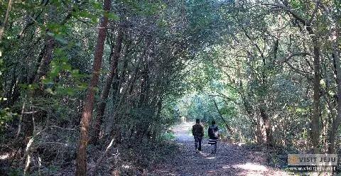 신비한 숲에 담긴 5가지 비밀 <제주의 숲> 대표이미지