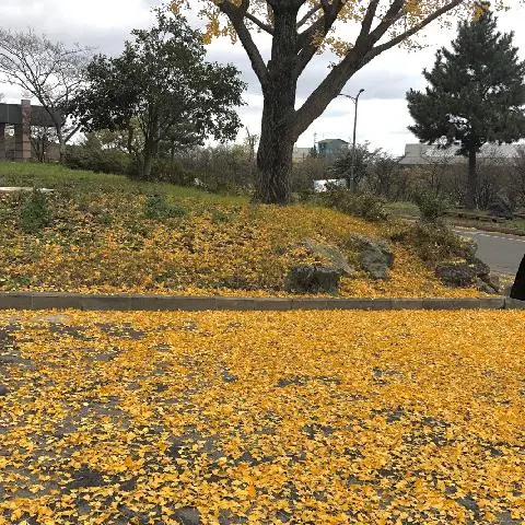 제주대학교 가는길