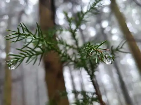 거문오름(UNESCO 세계자연유산)