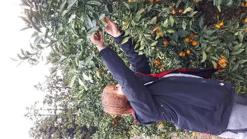 한라감귤체험농원