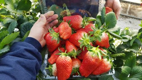 <Spring in Jeju Island> Strawberries experience & Olle Trail  대표이미지