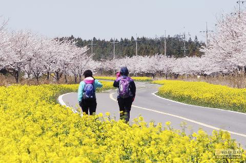 Beautiful places to see spring flowers in Jeju 대표이미지