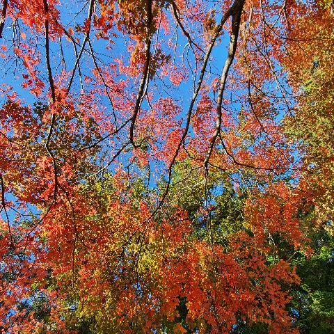 #제주컬러어택 #한라수목원

겨울 날씨지만 가을과 겨울이 공존하는 이 곳 . 제주는 사랑입니다!