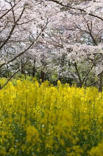 봄에 찾아간 멋진곳 두가지 색채의 조화~