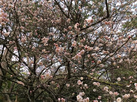 한림공원수선화축제 리뷰사진4