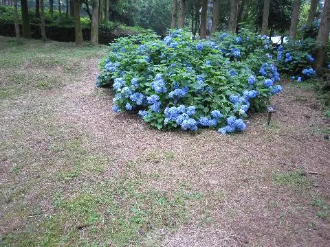 제주절물자연휴양림