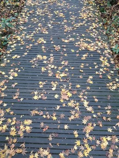 제주곶자왈도립공원 리뷰사진2