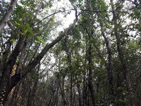 제주곶자왈도립공원 리뷰사진3