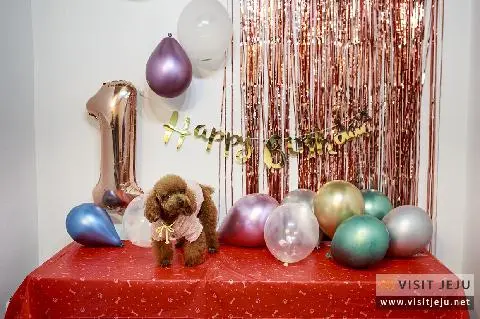 반려견과 떠나는 여행 <제주 반려견 숙소&카페> 대표이미지