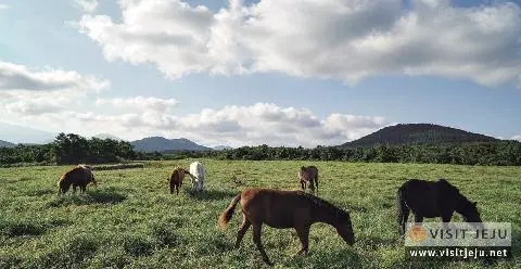 제주도의 숨겨진 재미를 찾는  <놀멍, 배우멍 제주마을체험 – 1일형 체험학습> 대표이미지