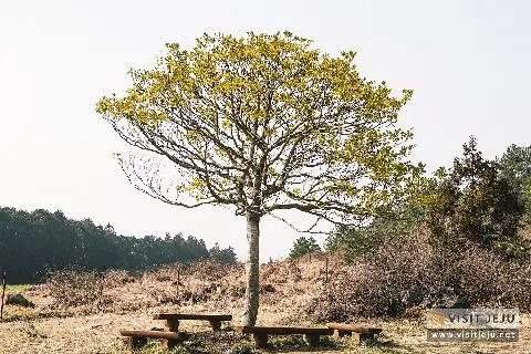 가족 단위 추천 느린 여행지 <제주시 동부> 대표이미지
