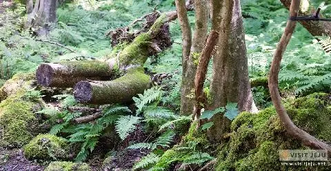 Gyorae Natural Recreation Forest  대표이미지