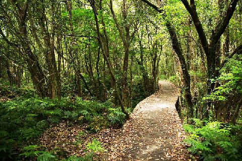 The Lungs of Jeju <Exploring Gotjawal Forest> 대표이미지