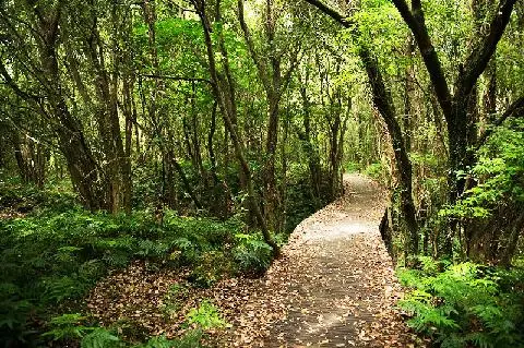 The Lungs of Jeju <Exploring Gotjawal Forest> 대표이미지
