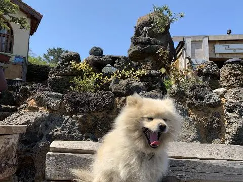 나미송 머무는 곳