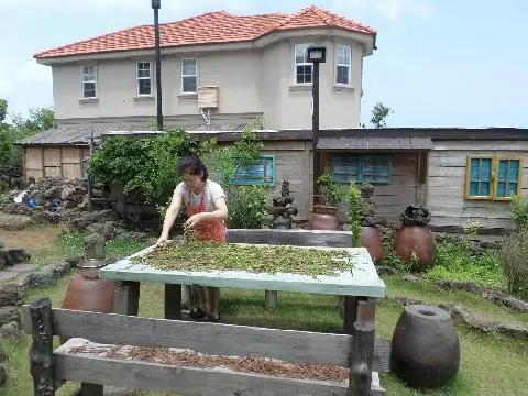 나미송 머무는 곳
