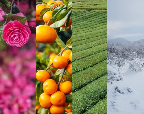 Where to Add Vibrant Color to Your <Winter Jeju Trip> 대표이미지