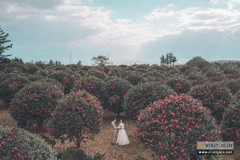 冬日，春日济州<婚纱照拍摄地&拍摄小贴士> 대표이미지