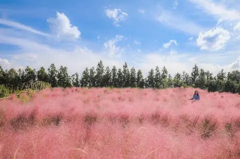 Pink Muhly Festival 대표이미지