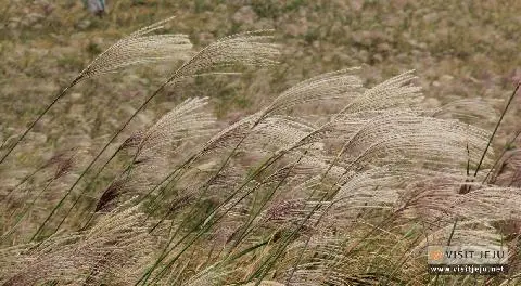 가을을 그리는 억새 물결 <제주의 억새 평원> 대표이미지