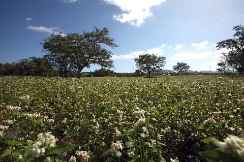제주여가마을 대표이미지