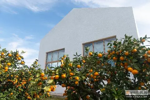 Jeju Mandarin Orchard Cafes 대표이미지