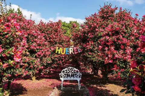 휴애리 동백축제 대표이미지
