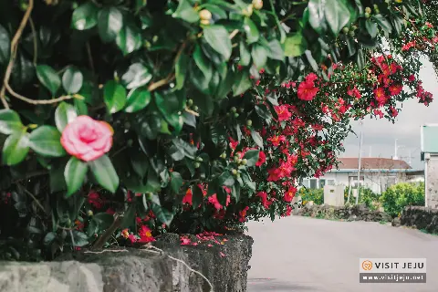 Winter in Namwon-eup (Part 1) 대표이미지