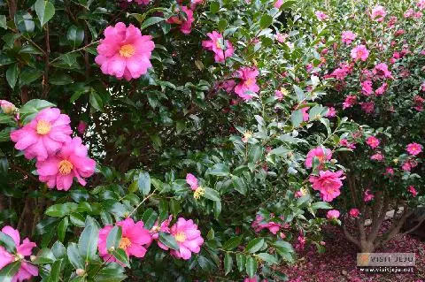 겨울에 만나는 제주의 붉은 물결, <동백꽃> 대표이미지