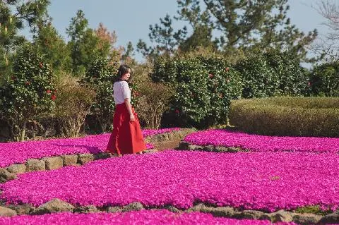 Jeju Herb Garden Moss Phlox Festival 대표이미지