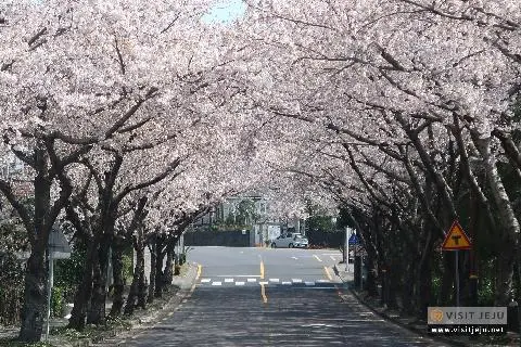 꽃길 따라 떠나는 봄날의 제주 ✿ <제주 봄꽃 여행 - 중문편> 대표이미지