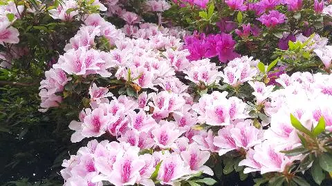 사라봉공원 리뷰사진2