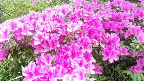 사라봉공원 리뷰사진1