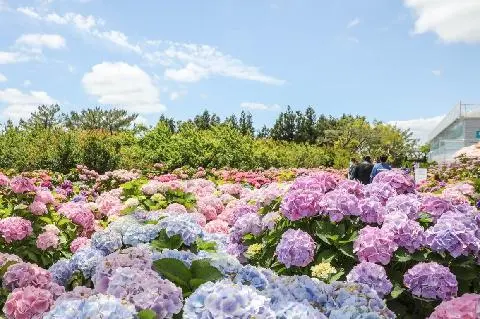 Hueree Hydrangea Festival 대표이미지