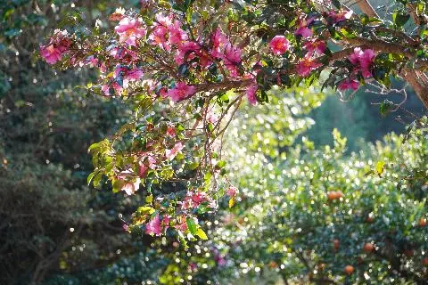 신흥리 동백 & 향나무길 대표이미지