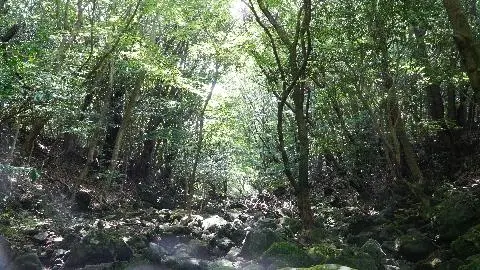 Maheuni Forest Path 대표이미지