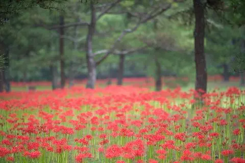한림공원 꽃무릇 축제 대표이미지