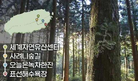 [같이가치 제주여행] 19. 서귀포시의 특별한 일상 여행 대표이미지