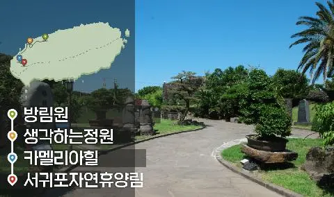 [같이가치 제주여행] 11. 놀멍쉬멍 즐기는 제주의 피톤치드 대표이미지