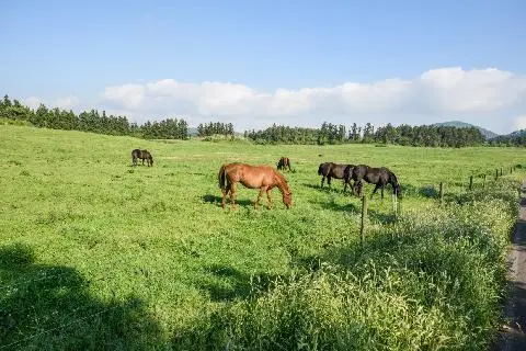 St. Isidore Farm 대표이미지