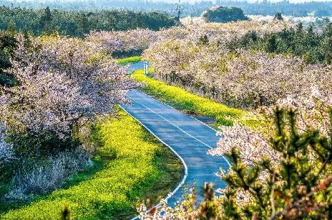 Noksan-ro Canola Flower Road 대표이미지