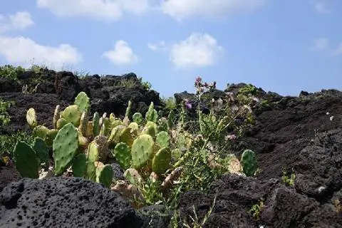 Population of Cacti, Wollyeong-ri 대표이미지