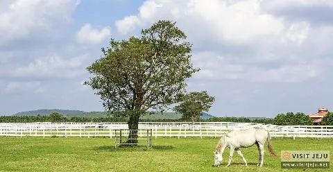 렛츠런팜제주 대표이미지