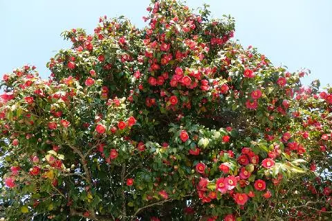 동백동산 대표이미지