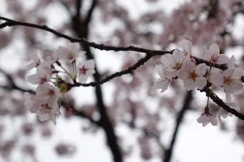 济州大学_美丽道路 대표이미지