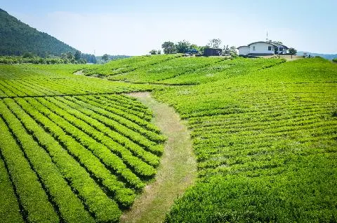 Daheeyeon 대표이미지