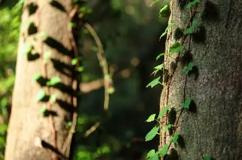 Jeju Gotjawal Provincial Park 대표이미지